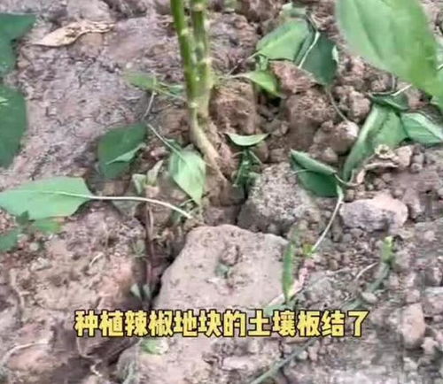 土壤结板怎么浇水,科学浇水的秘诀解析