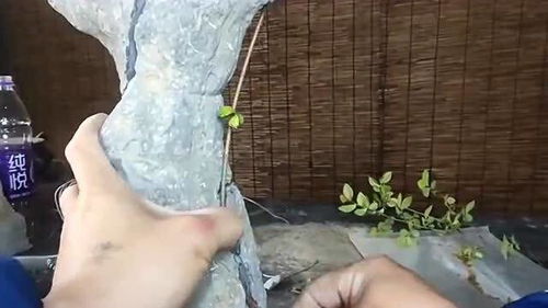 榆树盆景可以嫁接什么,榆树盆景的多样嫁接艺术探索