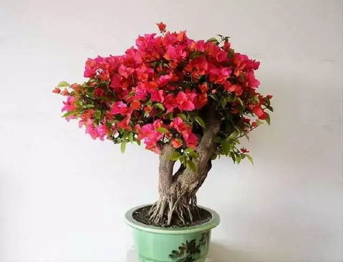 新插枝三角梅多久开花一次,三角梅开花，美得让人心动