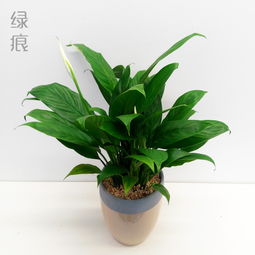 绿植一帆风顺怎么养,轻松养出美丽与健康
