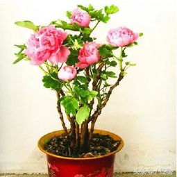含笑花修剪后多久发芽,含笑花修剪后迅速发芽的秘密