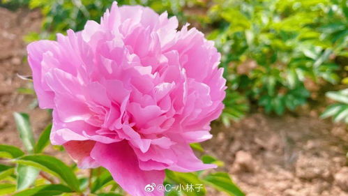 芍药什么时候开花,芍药绽放时节探秘