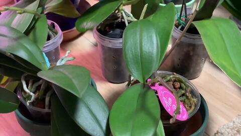 烂根蝴蝶兰如何再生,重焕生机，再续花季