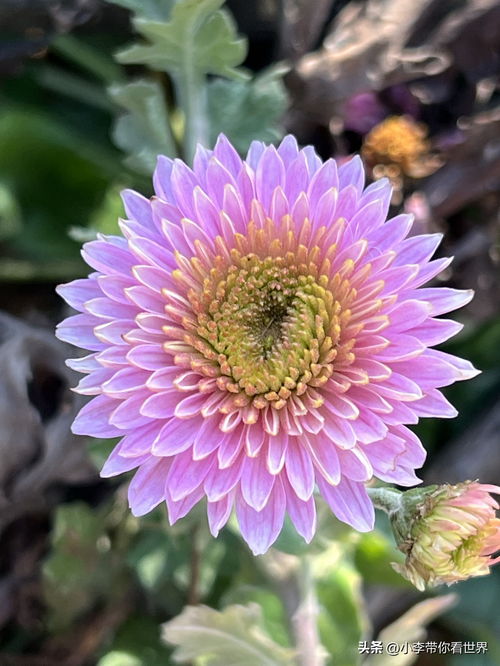 冬天生长的花有哪些,盘点冬季盛开的花卉品种