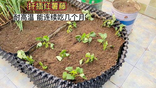 山芋苗如何扦插,山芋苗高效扦插技术解析