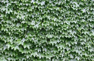 爬山虎冬天怎么种植,如何成功培育爬山虎