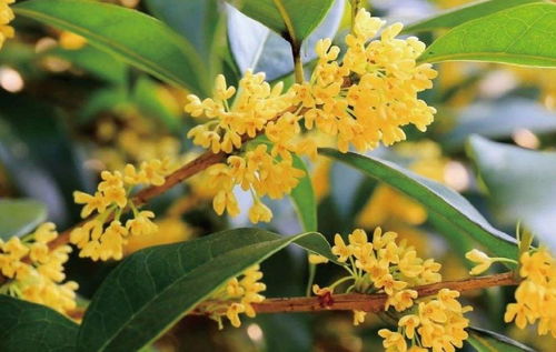 北方为什么不种桂花,探寻北方气候与桂花种植的微妙关系