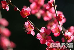 国花是什么花,探寻我国国花的风华韵致