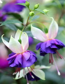 绿色风铃花是什么花,揭秘绿色风铃花的神秘魅力