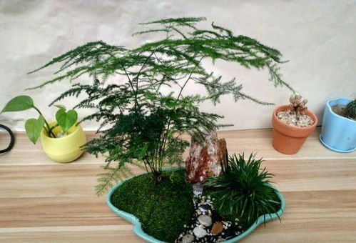 文竹叶发黄怎么办,文竹叶发黄，原来是你“喝”错了水