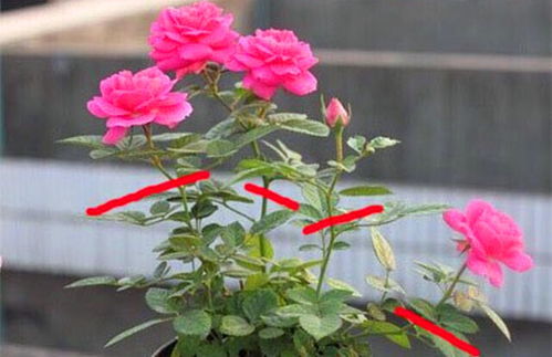 月季怎么修剪开花多,掌握技巧，花开繁盛，美丽绽放”