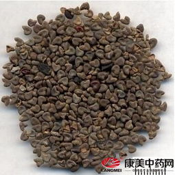 亚麻子用途是什么,多功能健康之选的神奇用途解析