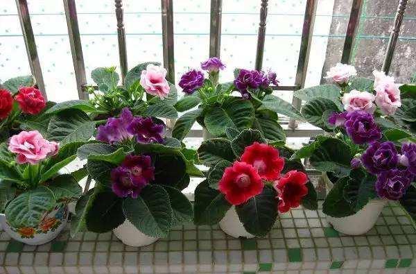光线不好养什么花,室内光线不足?这些耐阴花卉帮你打造绿色角落
