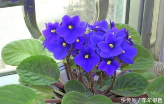 紫罗兰怎么才能养好