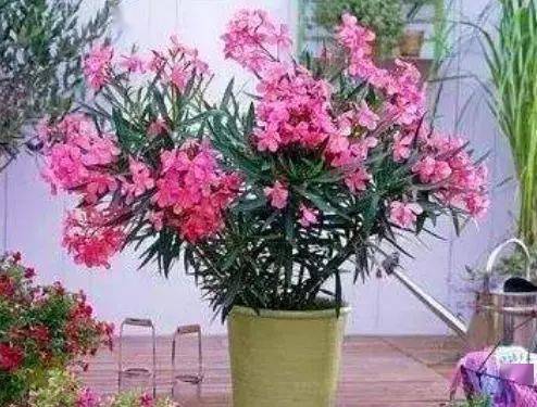 什么花最难养,揭秘最难养成的花卉之谜