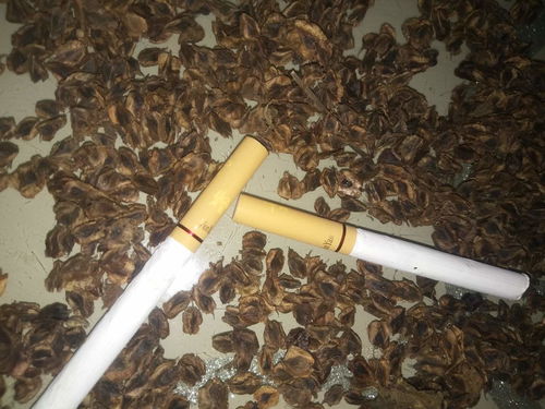 黄种子什么时间种,黄种子种植最佳时间解析