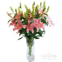 怎么养百合花,从种植到开花，全方位养护指南
