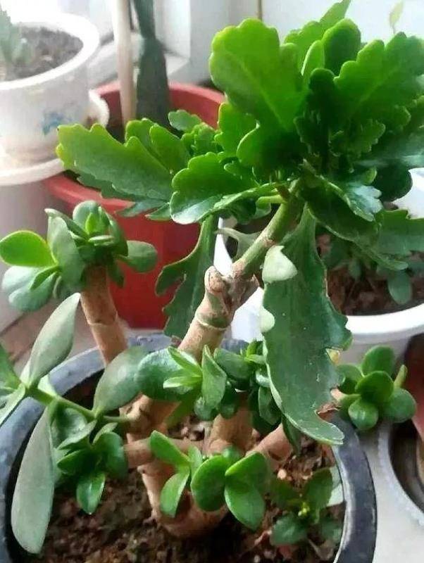 玉树可以嫁接哪些花卉,玉树嫁接花卉的多样选择
