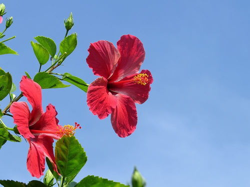 朱槿花是什么花序,绽放的花序之美