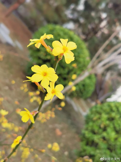 迎春花花在哪个季节开,迎春花绽放的季节之谜