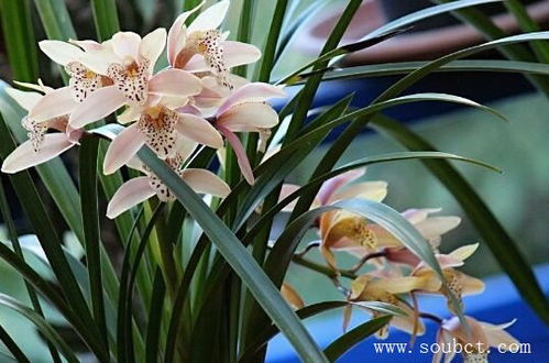 兰花的是什么花语,清雅高洁的花语诠释