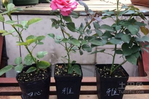 月季花苗怎么种,从选苗到成花的全程指导