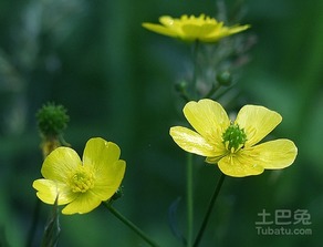 毛茛花怎么繁殖,从种子到繁花似锦