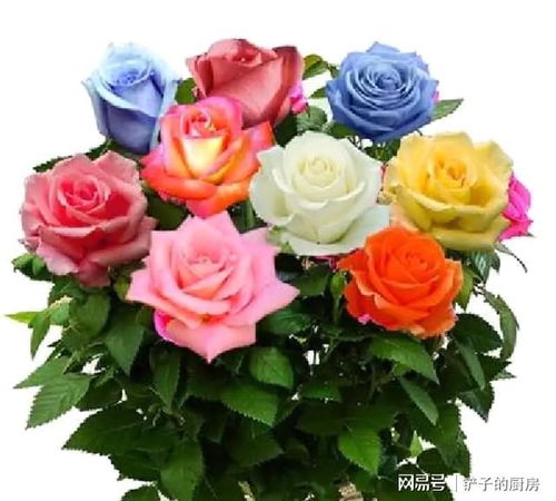 盆栽玫瑰花有什么色,盆栽玫瑰花的绚烂演绎