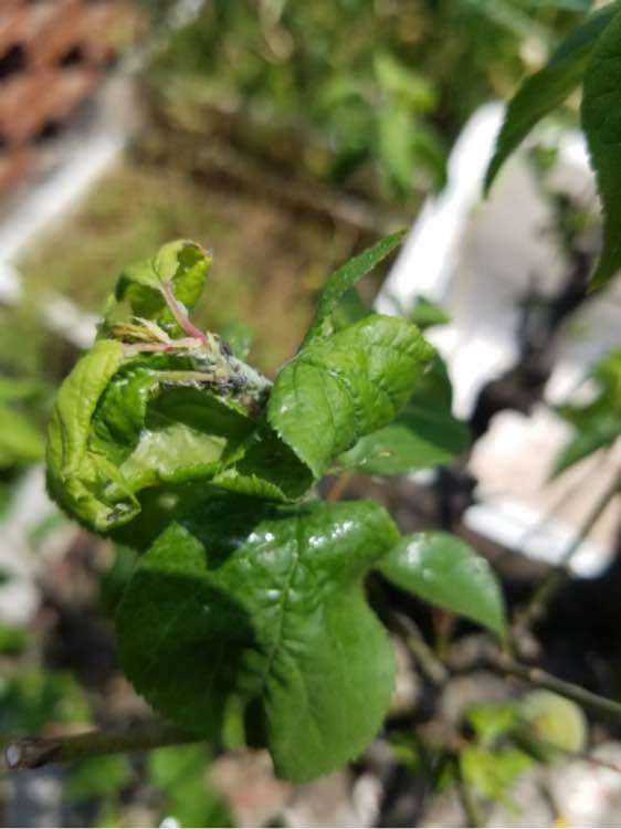 花张虫子了怎么办,揭秘植物病虫害防治攻略