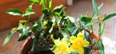 法国香水花怎么养,从土壤到温度，全方位养护指南