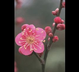 梅花的花语是什么,高洁不染——梅花花语解读