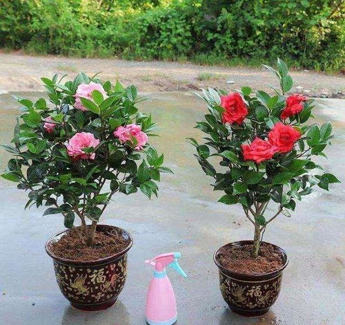 茶花在室外怎么养,打造美丽茶花园