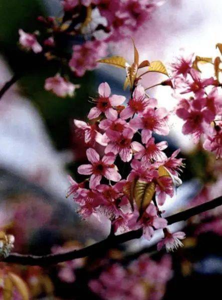 红柳花语怎么表达,坚韧与希望的象征