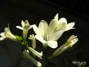 兰花的是什么花语,清雅高洁的花语诠释