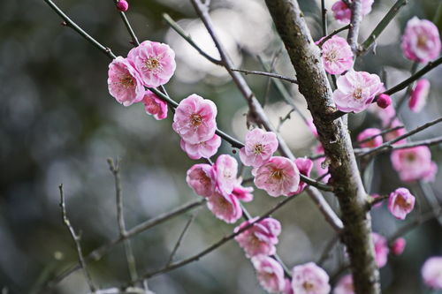 梅花什么季节开花,香自苦寒来——梅花盛放之季