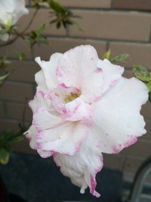 花几月开花哪个季节,探寻各月盛开的花朵,共赴花季盛宴