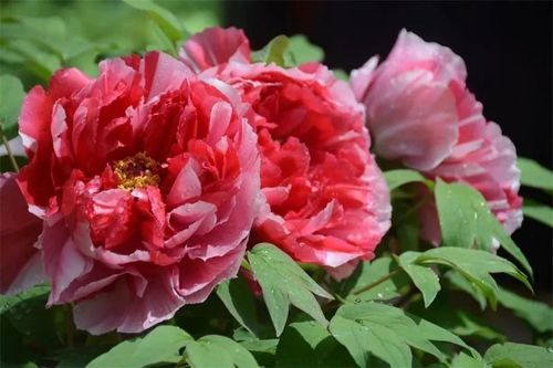 牡丹花是什么颜色,牡丹花色彩之美