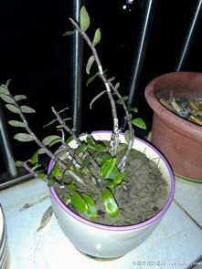 土铁皮石斛是什么,探寻珍稀药用植物的神秘起源与培育之道