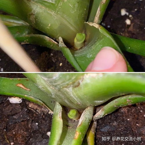 凤梨如何繁殖,自然与人工培育的奥秘探索