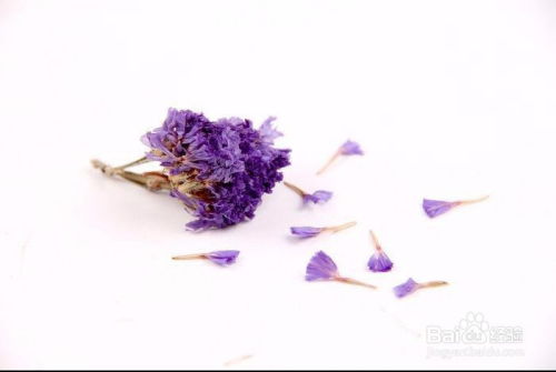 如何制作干花,干花制作全攻略