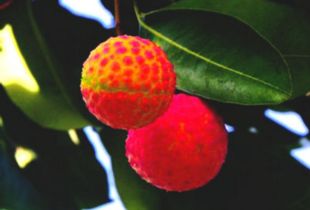 荔枝长什么样,果中珍品，色泽诱人，口感鲜美