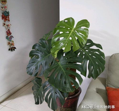 龟背竹什么盆好,选择理想花盆的指南