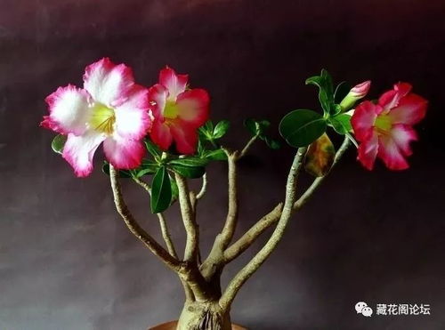 沙漠玫瑰怎么繁殖,扦插、压条与播种，轻松培育美丽花朵