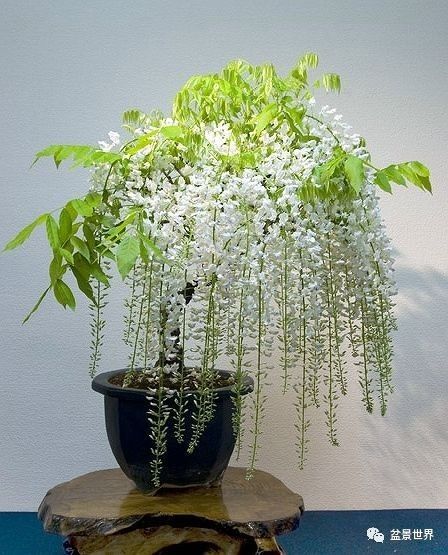 紫藤怎么分盆,紫藤分盆技巧与养护指南