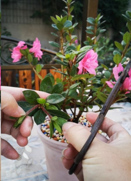 杜鹃花如何修剪,杜鹃花修剪技巧与养护要点
