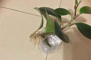 枙子花什么时候扦插,枙子花最佳扦插时节解析