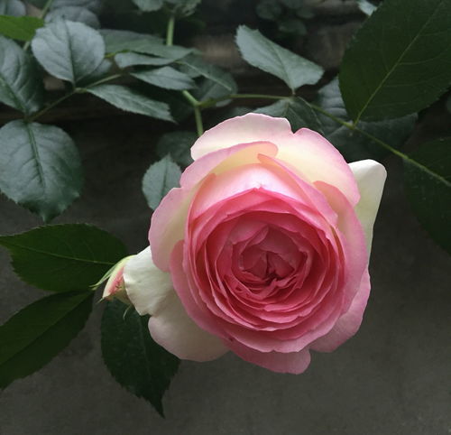 月季花朵能泡水养吗怎么养