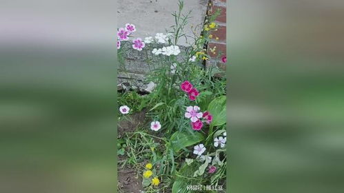 春天的花有哪些颜色.,缤纷色彩绘就花海画卷