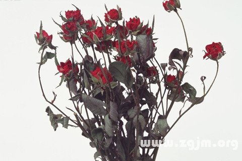玫瑰花枯萎像什么,生命的凋零与岁月的沉思