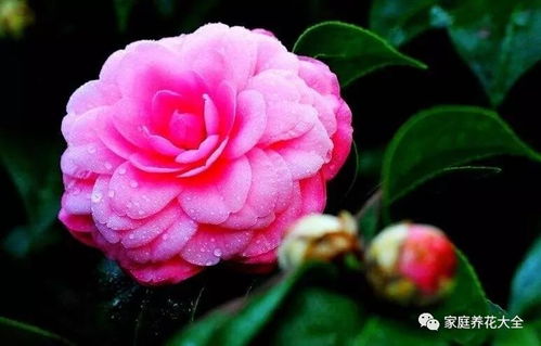 茶花叶子掉了怎么补救,茶花叶子脱落紧急补救攻略